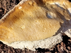 Laetiporus sulphureus