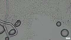 Agaricales