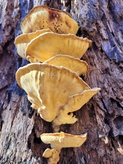Laetiporus sulphureus