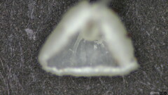 Agaricales
