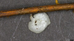 Agaricales