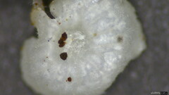 Agaricales