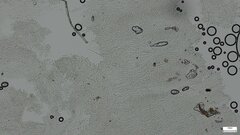 Agaricales