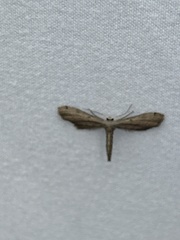 Euacidalia brownsvillea