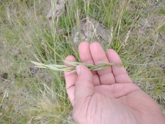 Bromus auleticus