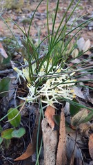 Conostylis androstemma