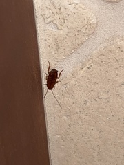 Shelfordella lateralis