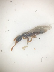 Hypoponera punctatissima