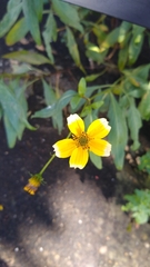 Bidens aurea