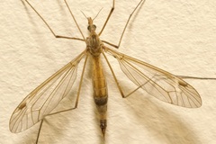 Lunatipula