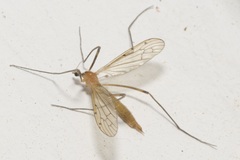 Limonia phragmitidis