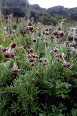 Artemisia morrisonensis