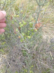 Colletia spinosissima