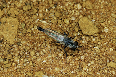 Asiloidea