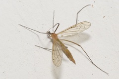 Limonia phragmitidis