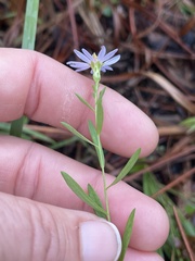Symphyotrichum simmondsii