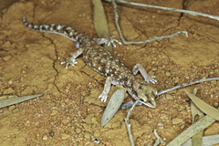 Rhynchoedura ormsbyi