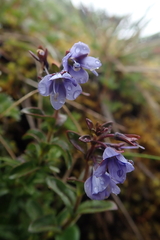 Veronica morrisonicola