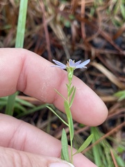 Symphyotrichum simmondsii