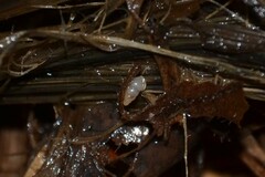 Carychium tridentatum