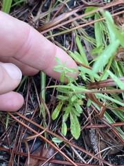 Symphyotrichum simmondsii