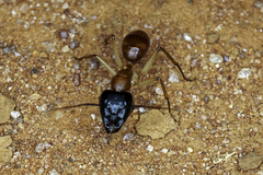 Camponotus nigriceps