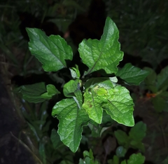 Nicandra physalodes