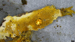 Haploporus