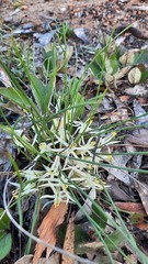 Conostylis androstemma