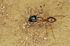 Camponotus nigriceps