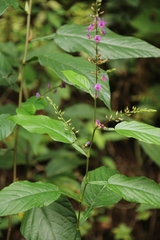 Tadehagi triquetrum