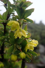 Berberis morrisonensis