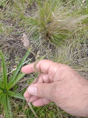 Chascolytrum subaristatum