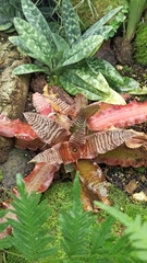 Cryptanthus