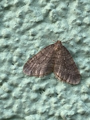 Operophtera brumata