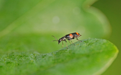 Anthocomus fasciatus