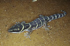 Oedura cincta