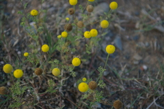 Oncosiphon pilulifer