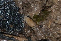 Haplophthalmus danicus