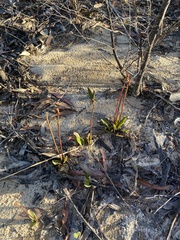 Cryptostylis