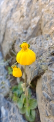 Calceolaria biflora