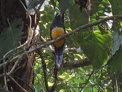 Trogon melanocephalus