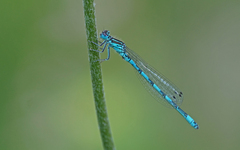 Coenagrion mercuriale