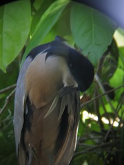 Cochlearius cochlearius