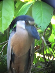 Cochlearius cochlearius