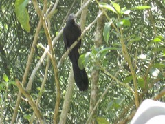 Crotophaga ani