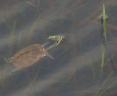 Phrynops geoffroanus