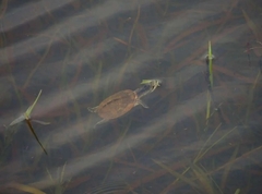 Phrynops geoffroanus