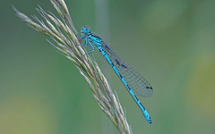 Coenagrion mercuriale