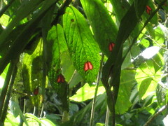 Columnea consanguinea